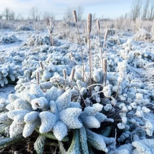 San Antonio Faces Unusual Delay for First Freeze of the Season