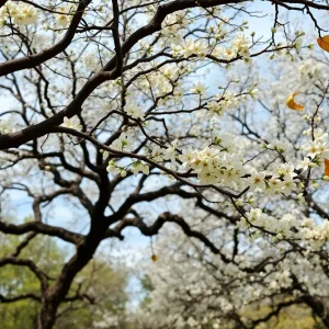 Beautiful oak trees with pollen catkins in San Antonio spring